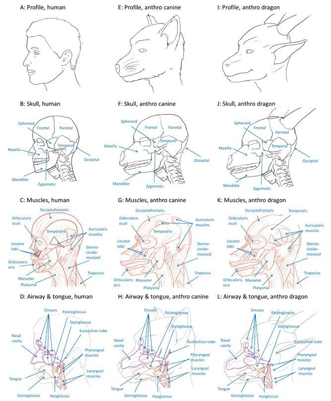 Physically becoming a wolf or dragon requires many anatomical changes to the face, feet, and tail region for anthropomorphic creatures.